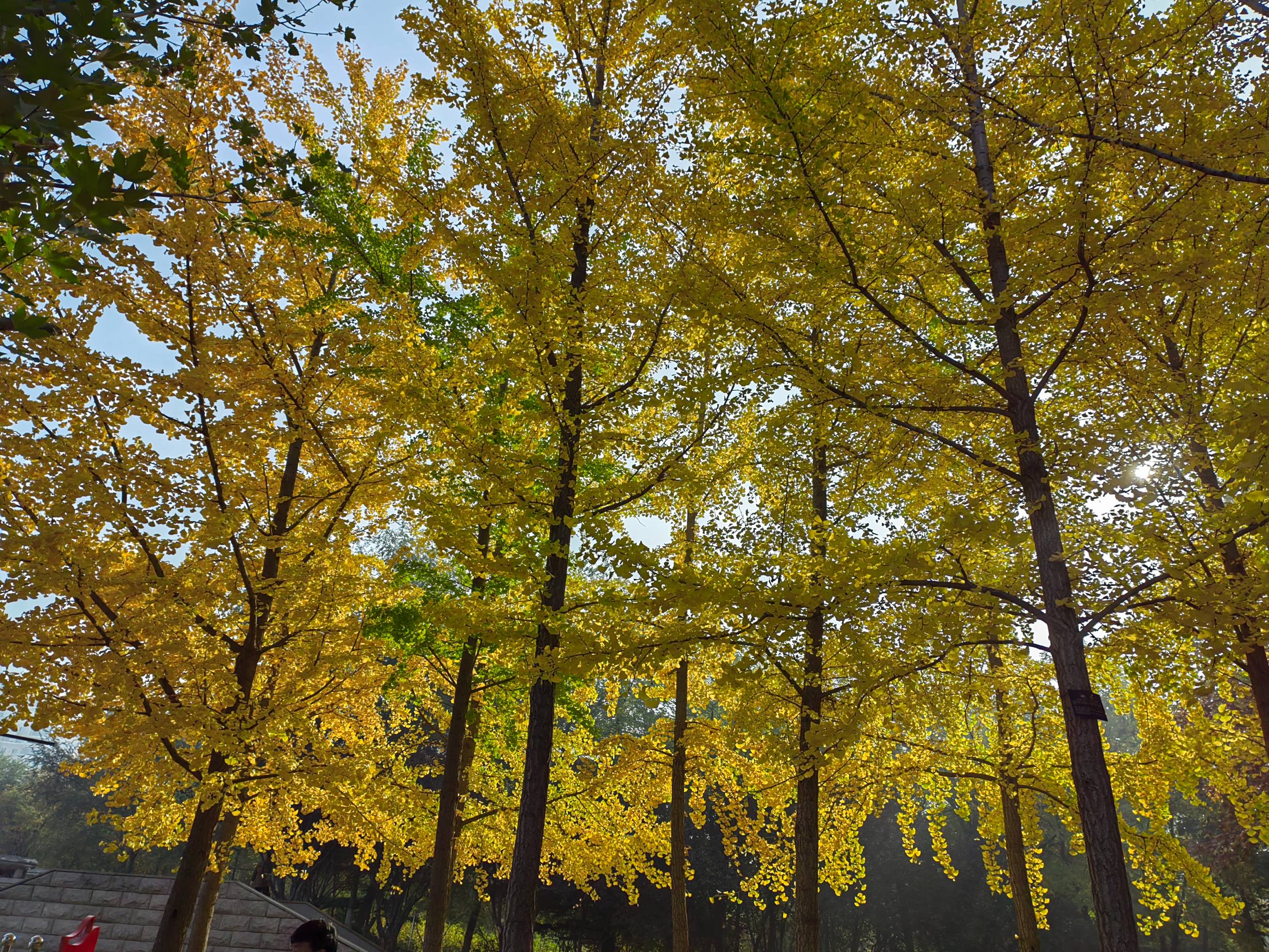 天通艺园秋美如画