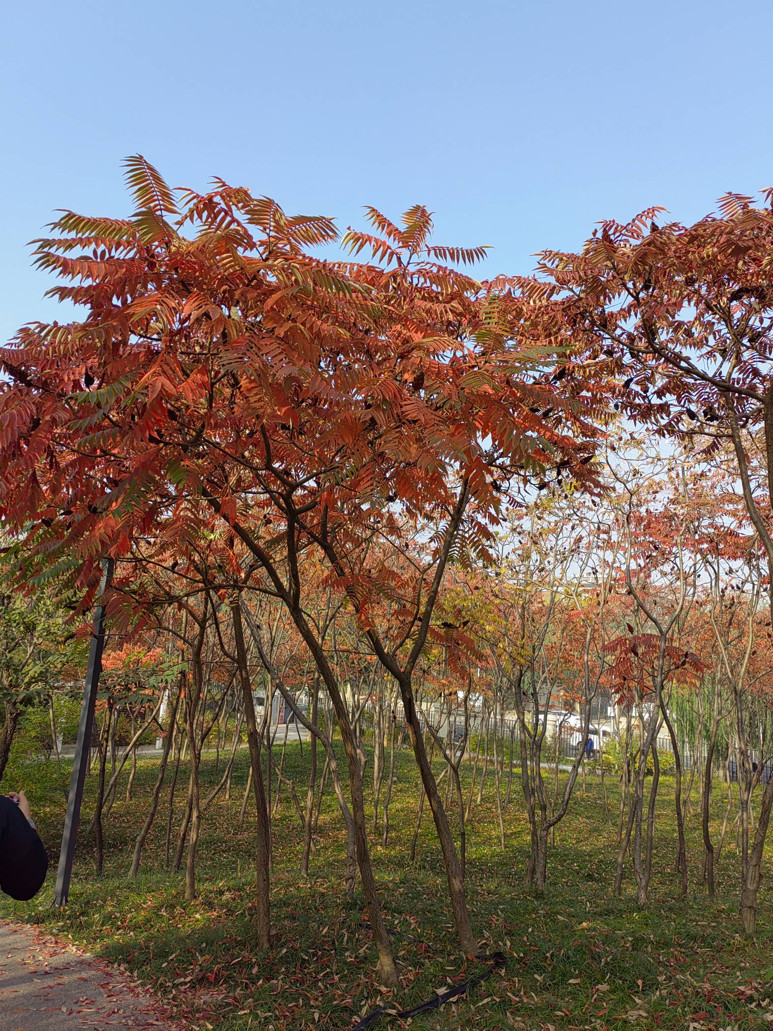 天通艺园秋美如画