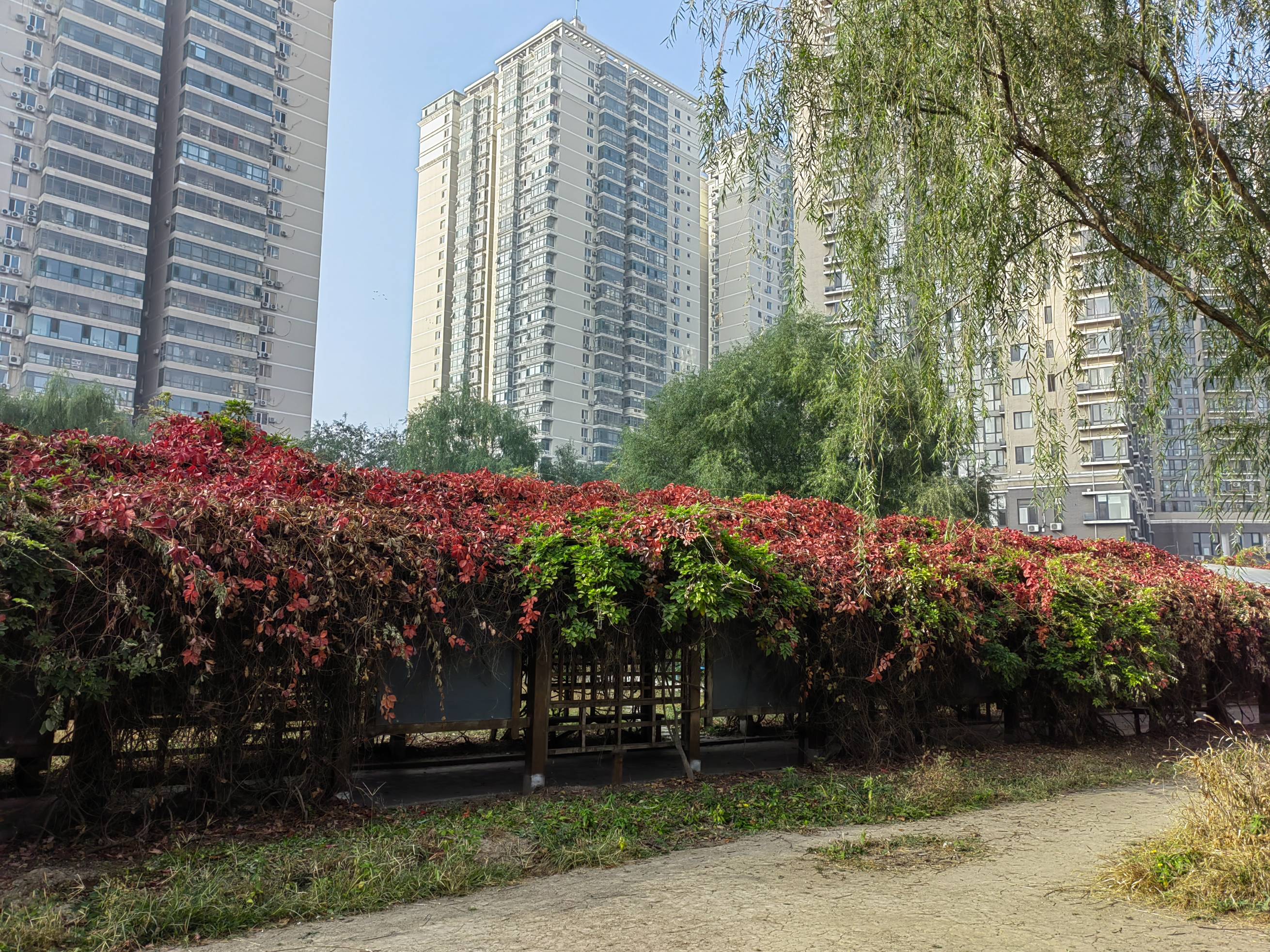 天通艺园秋美如画