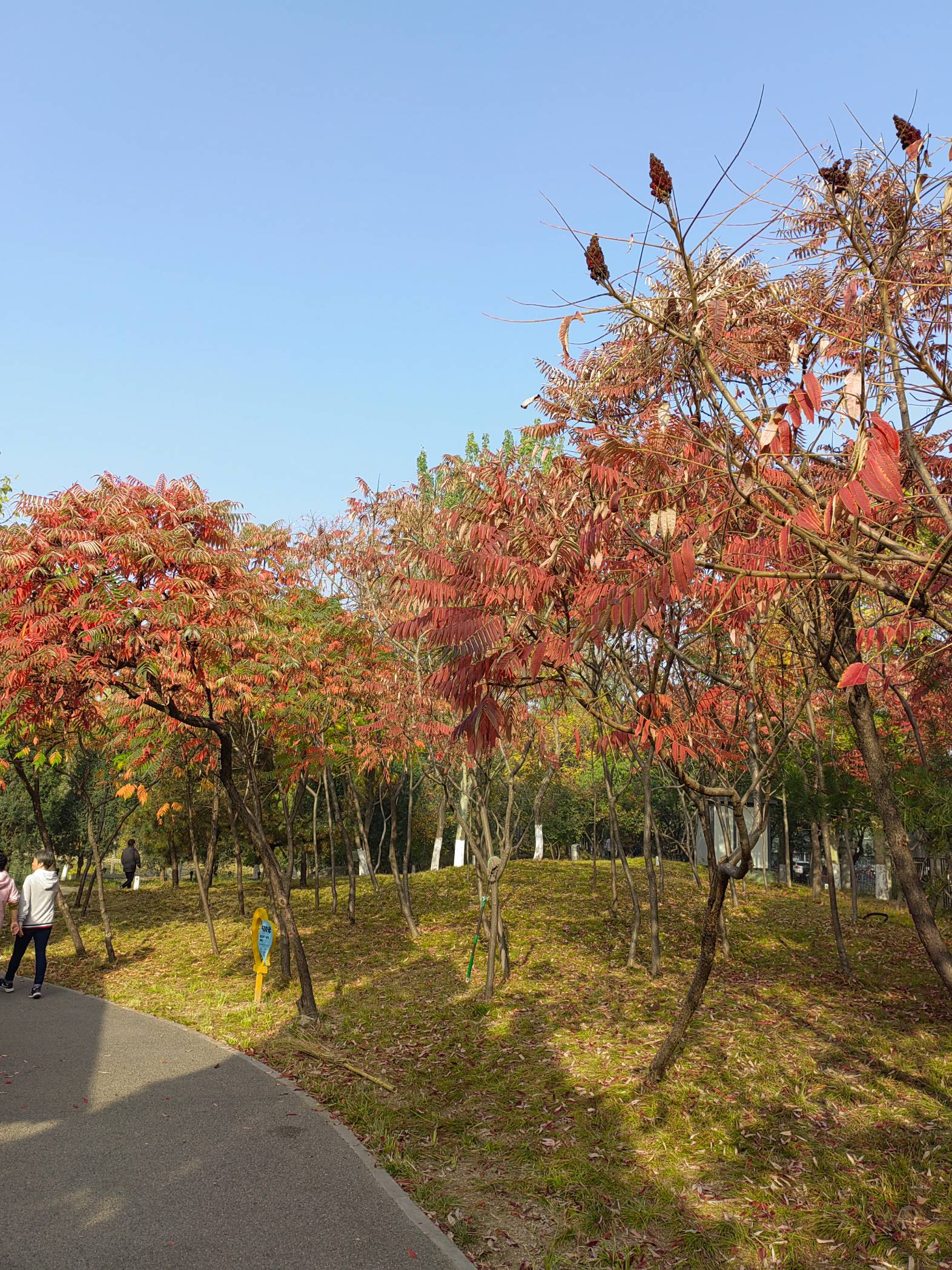 天通艺园秋美如画