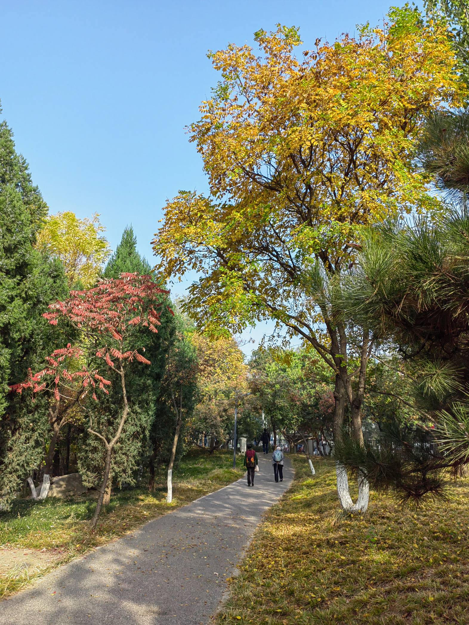 天通艺园秋美如画