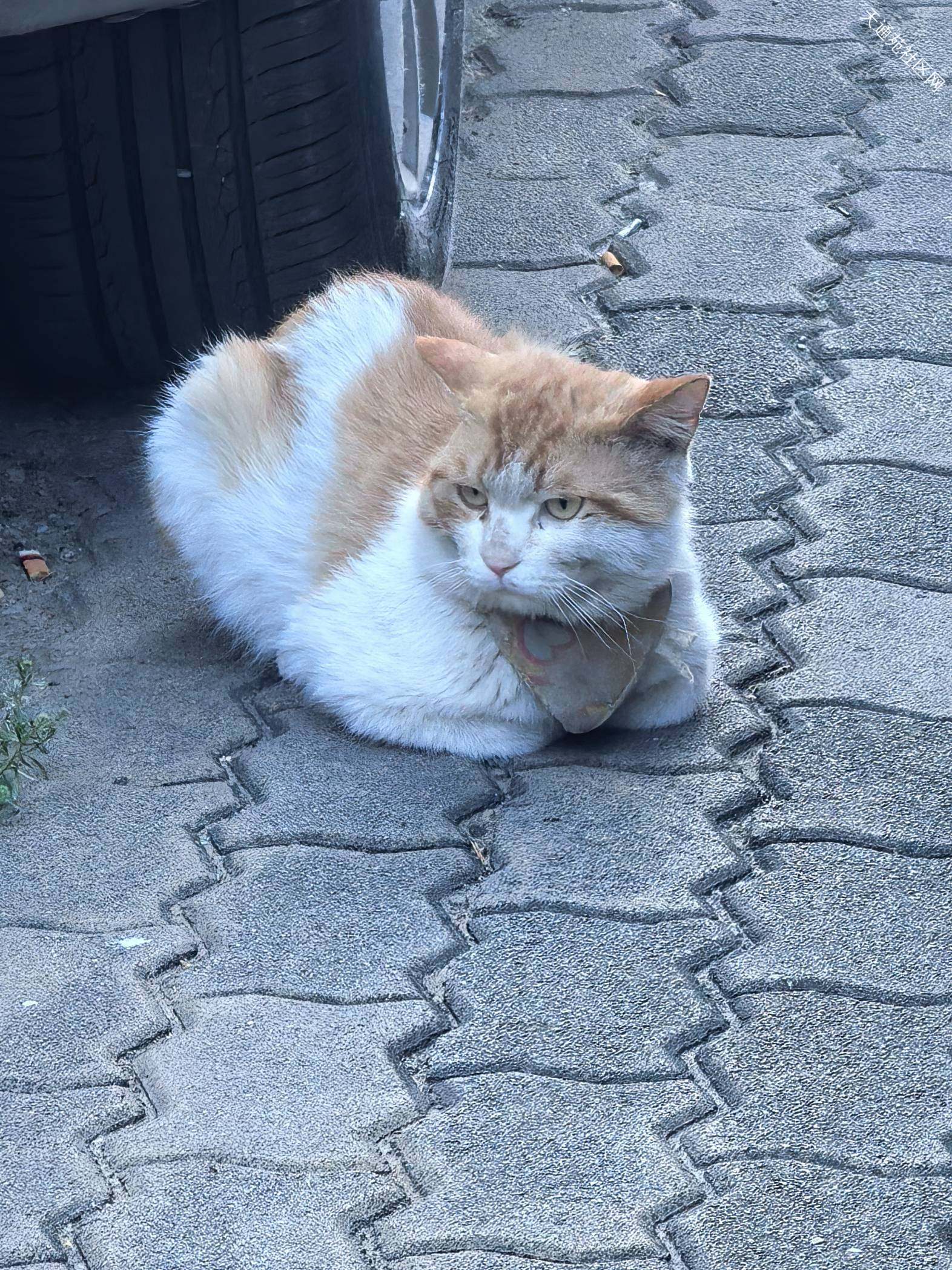 谁家橘猫丢了,东二区北门外西侧的良家洗衣门口车位