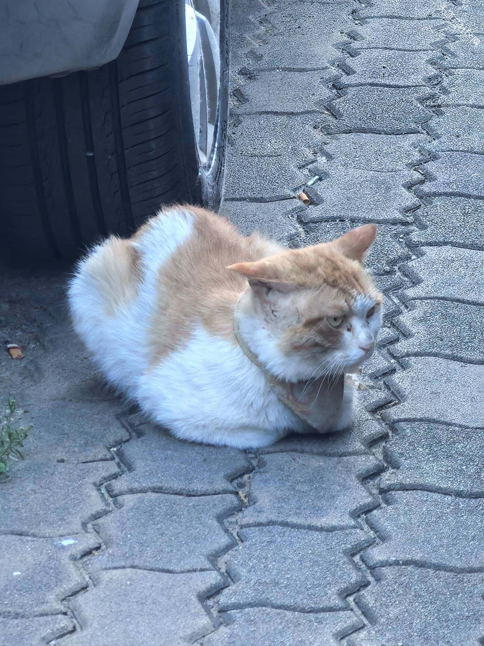 谁家橘猫丢了,东二区北门外西侧的良家洗衣门口车位