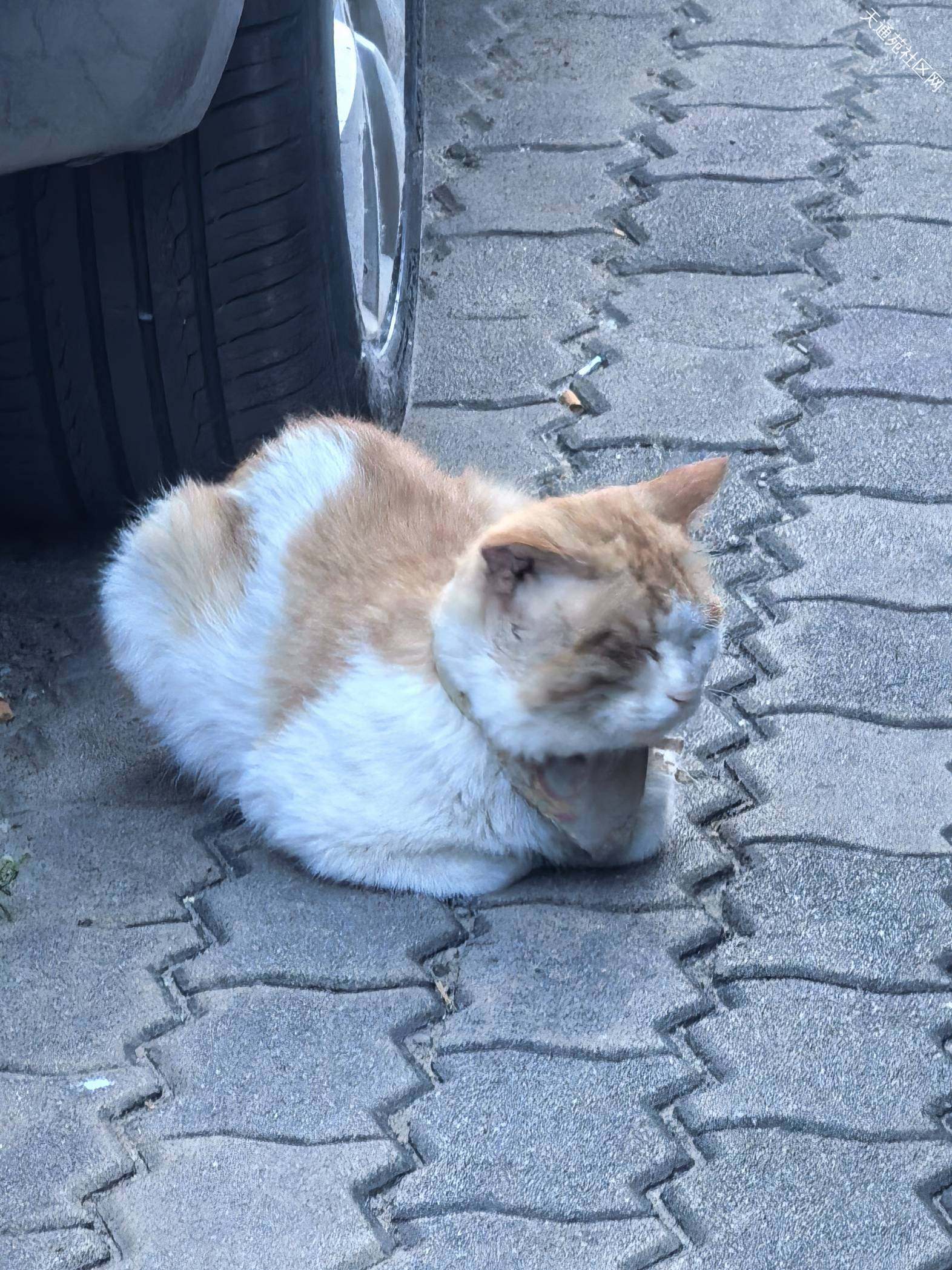 谁家橘猫丢了,东二区北门外西侧的良家洗衣门口车位