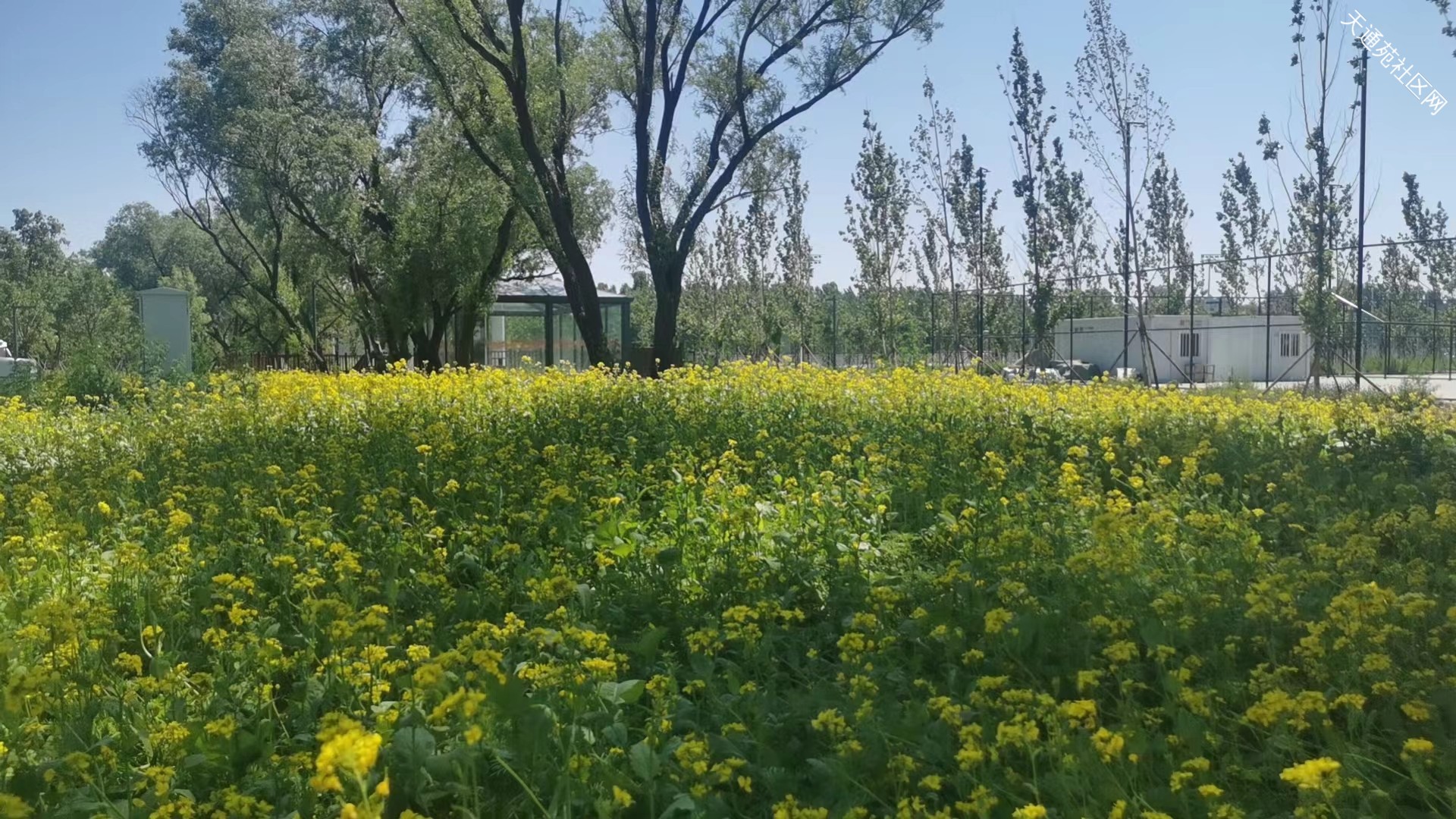 天通苑奥北森林公园一期,二期美景照片(身边美景莫辜负)