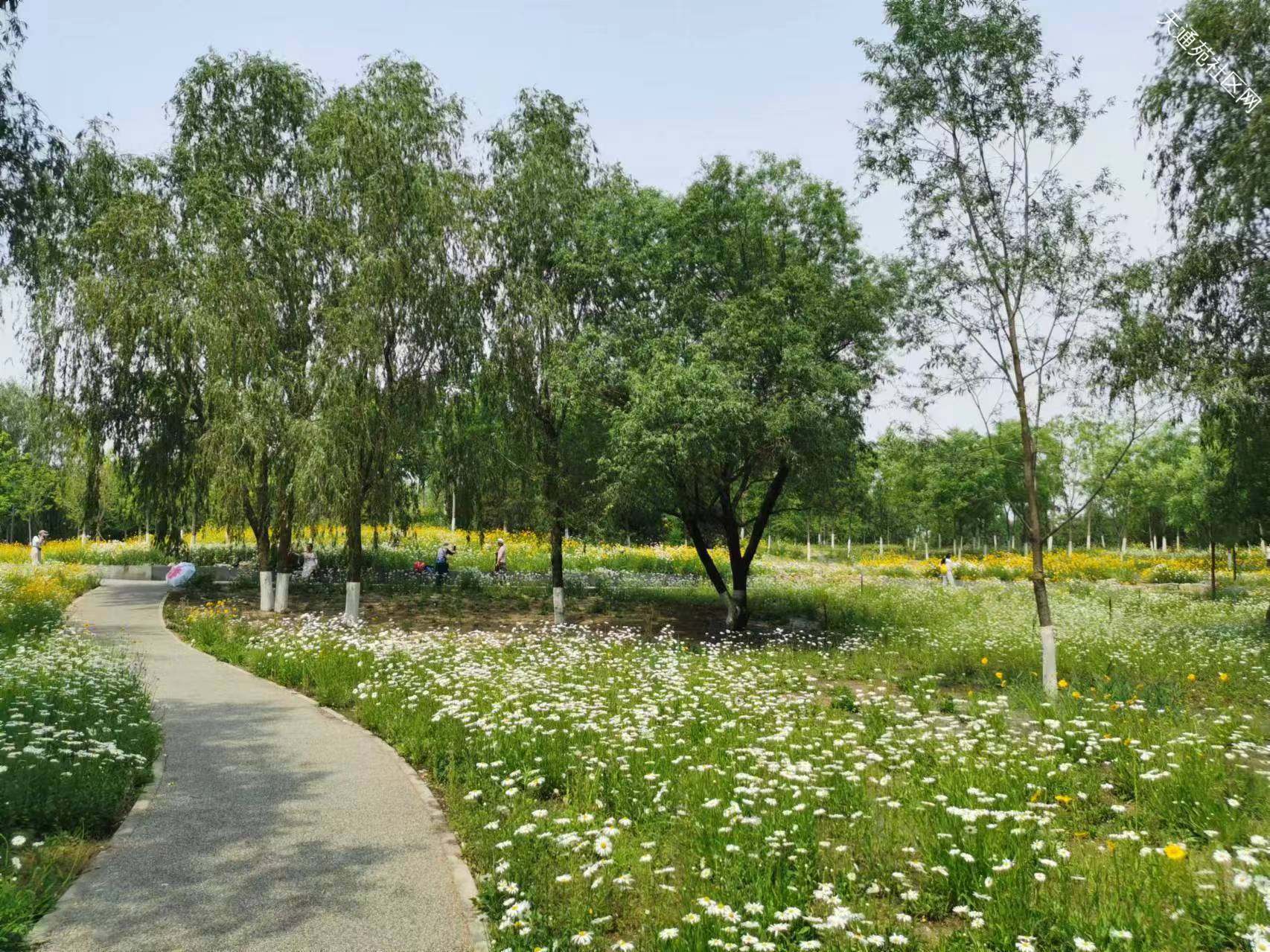 天通苑奥北森林公园一期,二期美景照片(身边美景莫辜负)