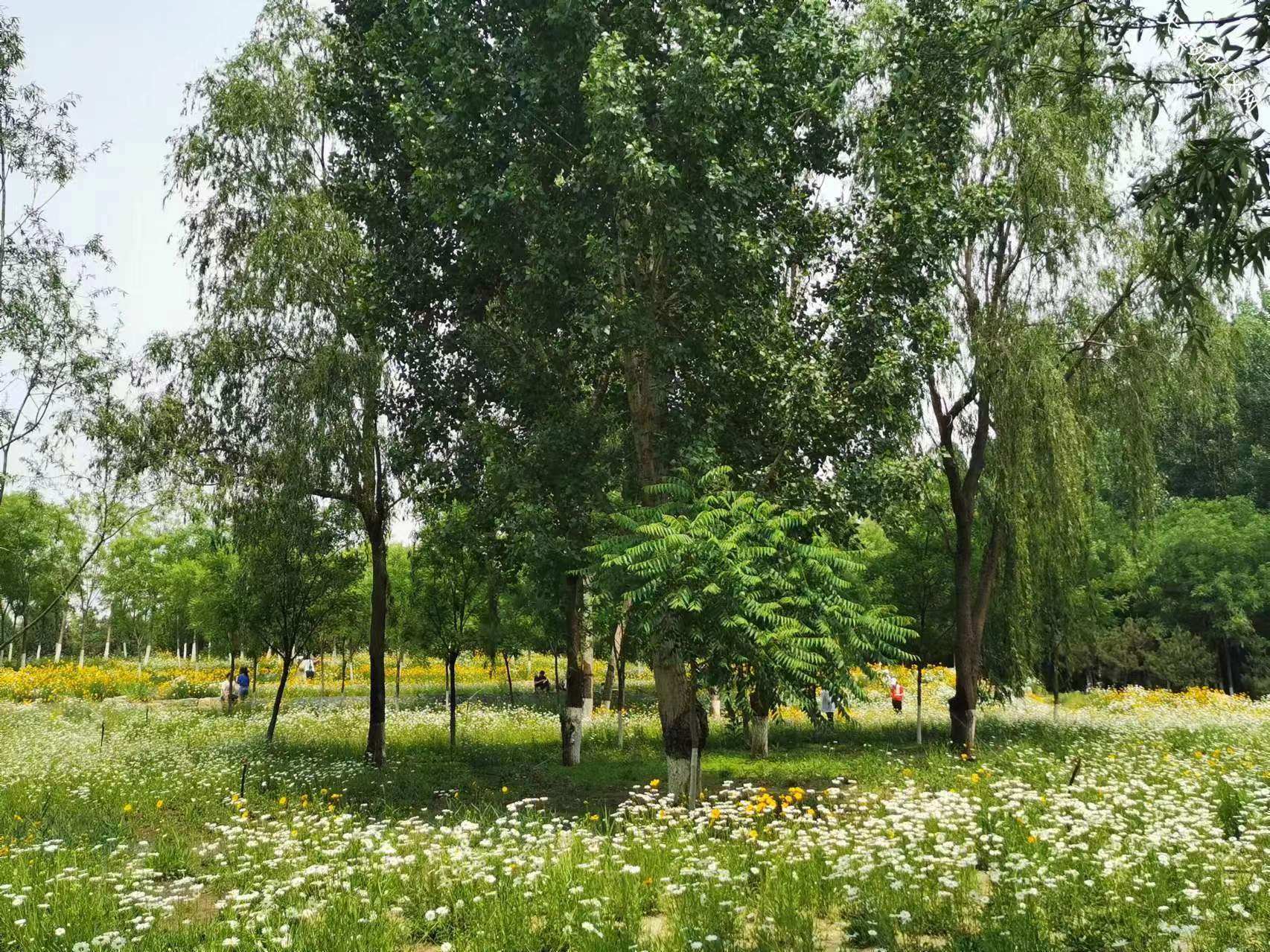 天通苑奥北森林公园一期,二期美景照片(身边美景莫辜负)