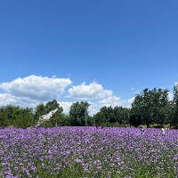 星垂平野